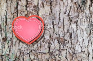 Valentine's Day background [Heart on the bark]